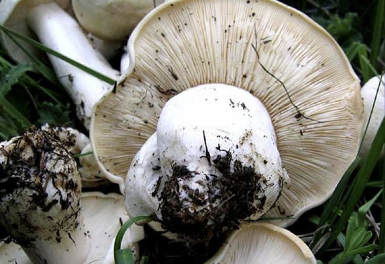 Горный белый гриб