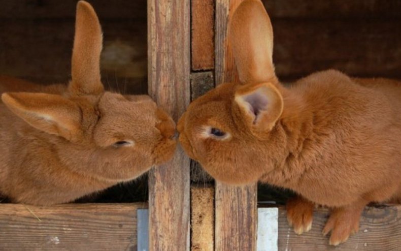 Кролики в период случки