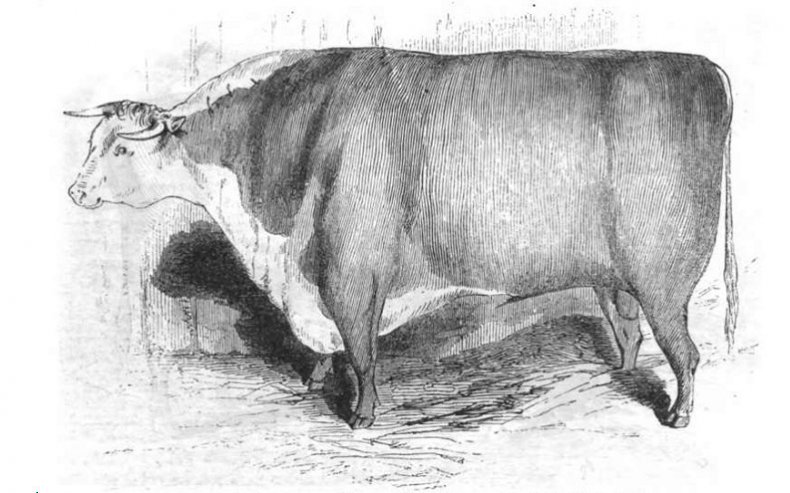 Херефордский бык, 1843