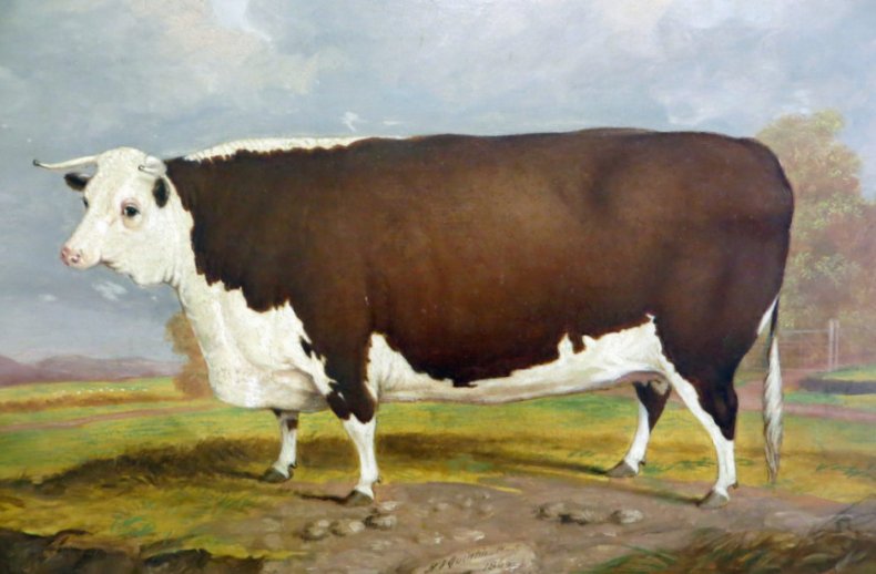Херефордский бык на картине