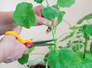 Герань в домашних условиях: как правильно обрезать растение на зиму