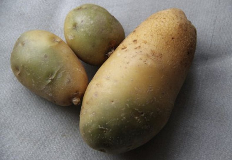 Позеленевшая картошка