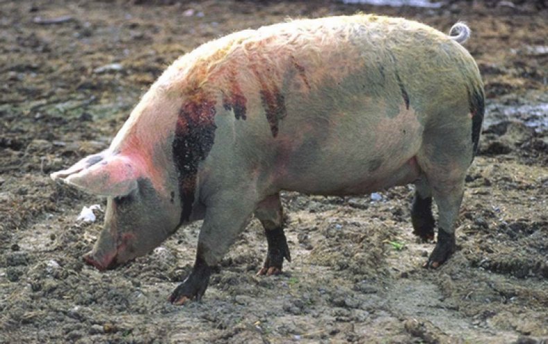 болезни свиней