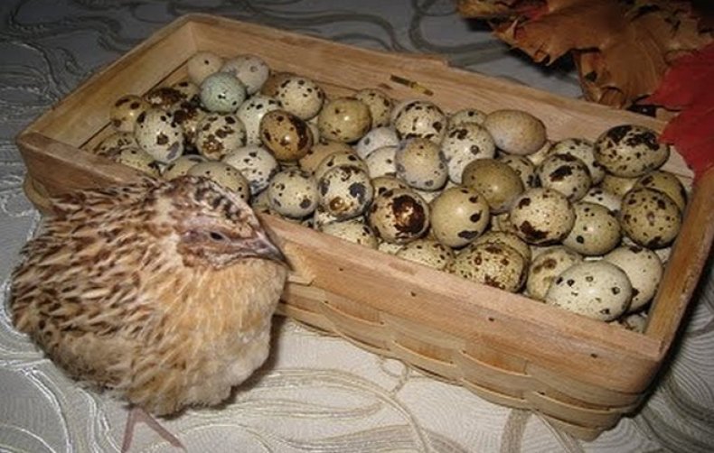 Яйца перепелки