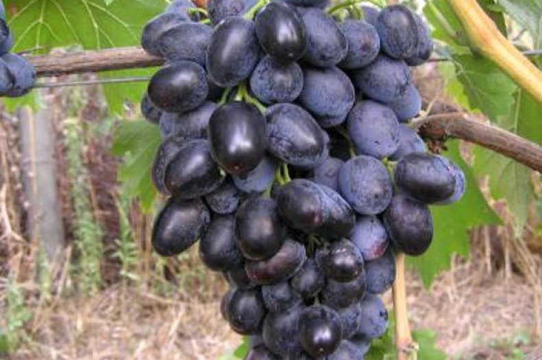 Виноград «Кубань»