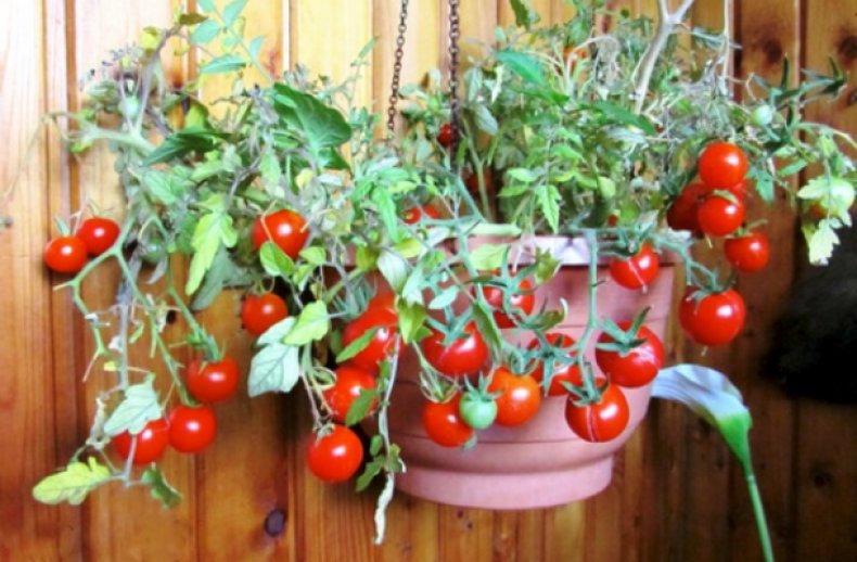Сорт томатов «Балконное чудо»
