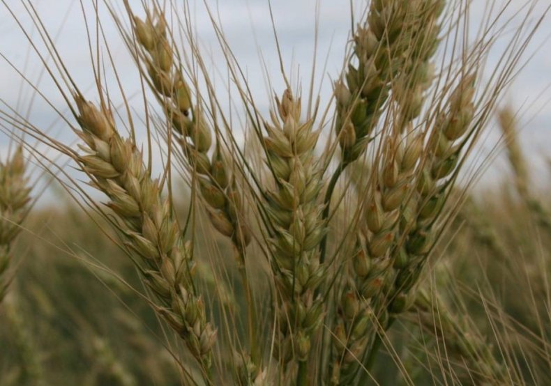 Мягкая яровая пшеница