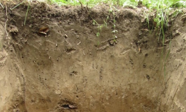 Подзолистый тип почвы