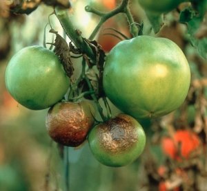 Фитофтора на плодах помидора