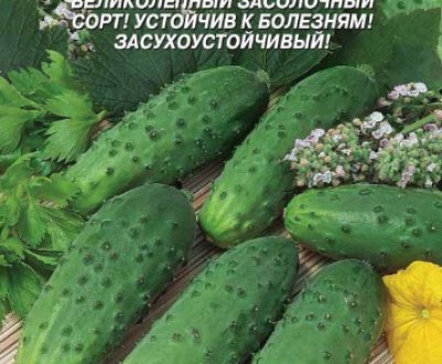 Сорт итальянского вина сканворд Сорт итальянского вина сканворд