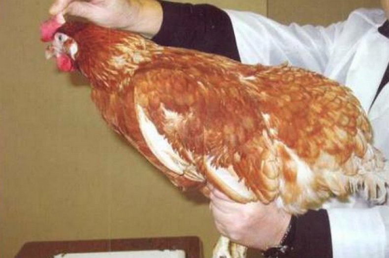 Обследование курицы