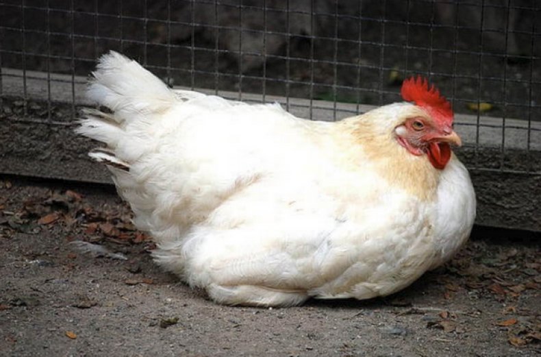 Ожирение у курицы несушки