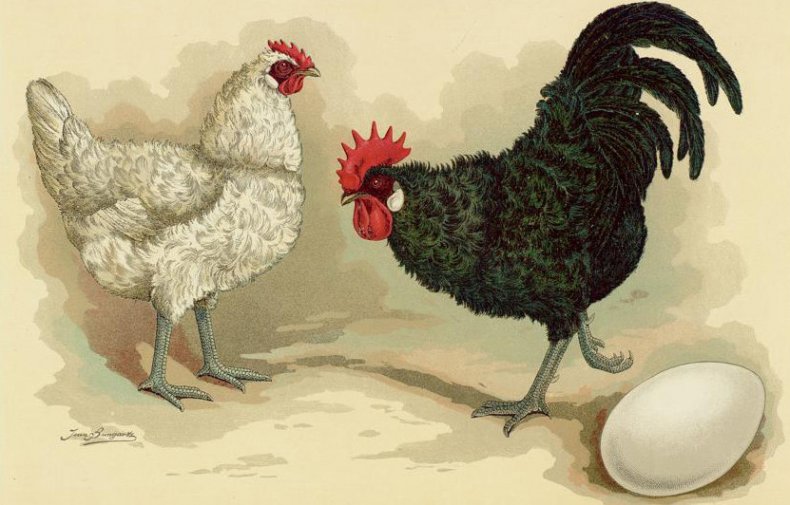 Курчавые куры, рисунок 1885 года
