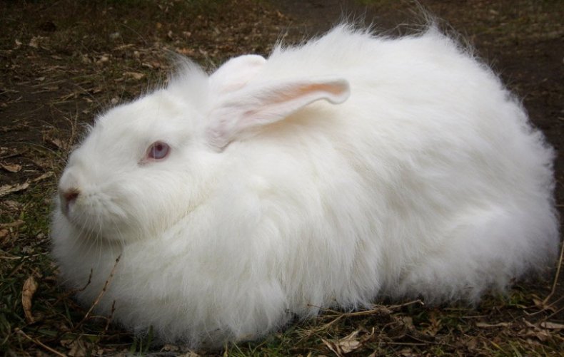 Ангорская порода кроликов