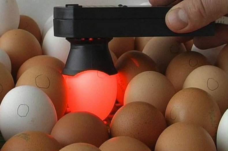 Овоскопирование яиц