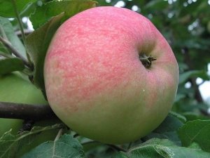 Яблоки имеют характерный красный румянец