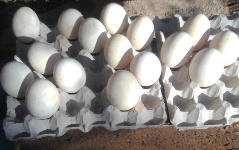 Яйца итальянских гусей