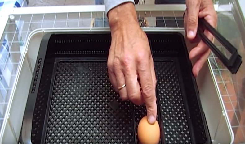 Закладка яиц в инкубатор «Janoel 24»