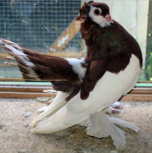 Волжский ленточный голубь