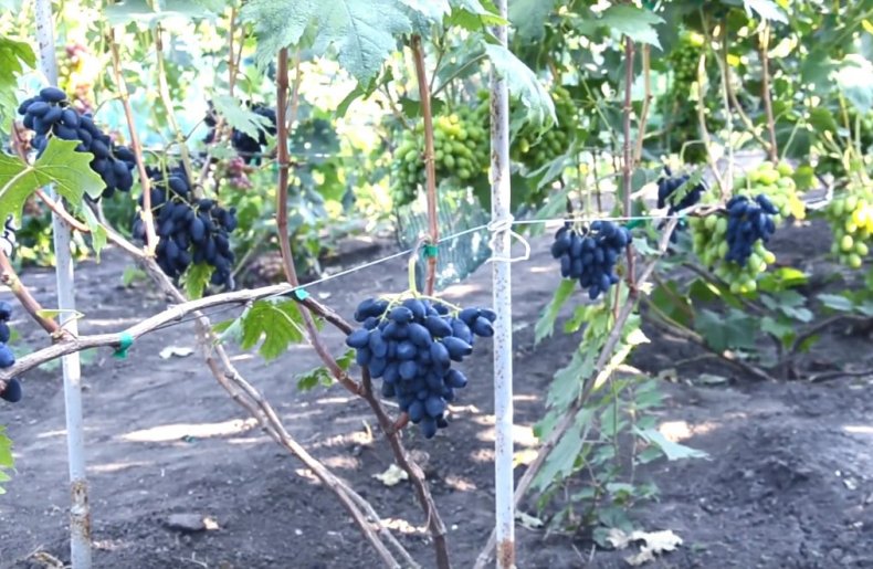 Сорт винограда Ромбик