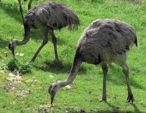 Что едят страусы в природе