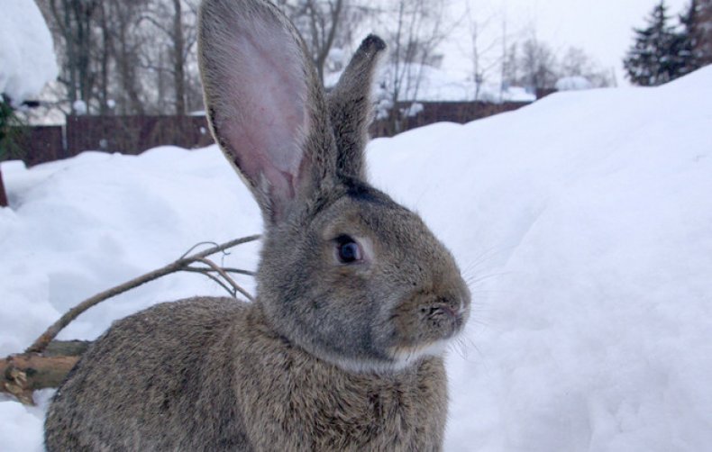 Снег для кроликов