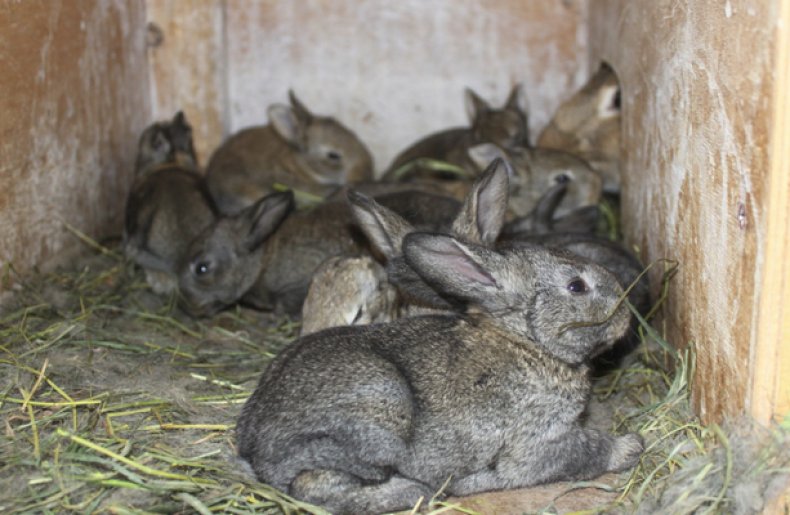 Кролики в маточнике