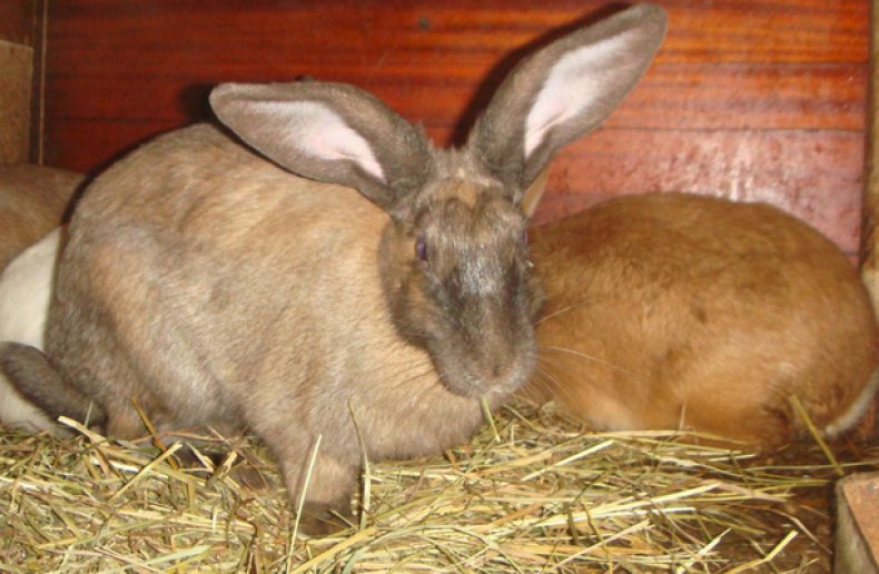 Кролики в маточнике