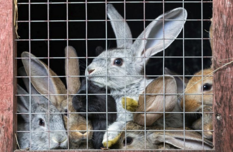 Кролики в клетке