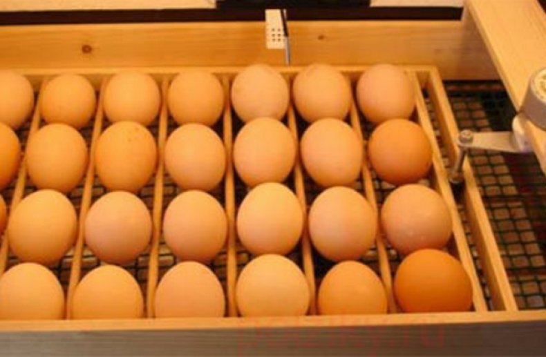 Закрепляющиеся элементы в лотке для яиц