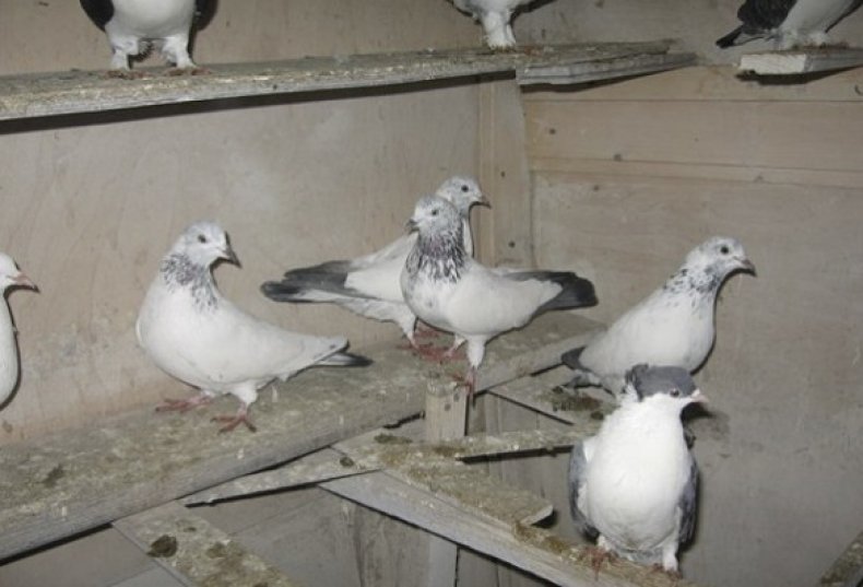Иранские голуби