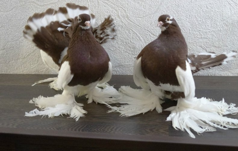 Волжские ленточные голуби