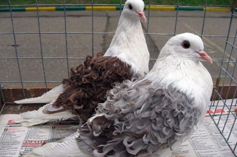 Курчавые голуби