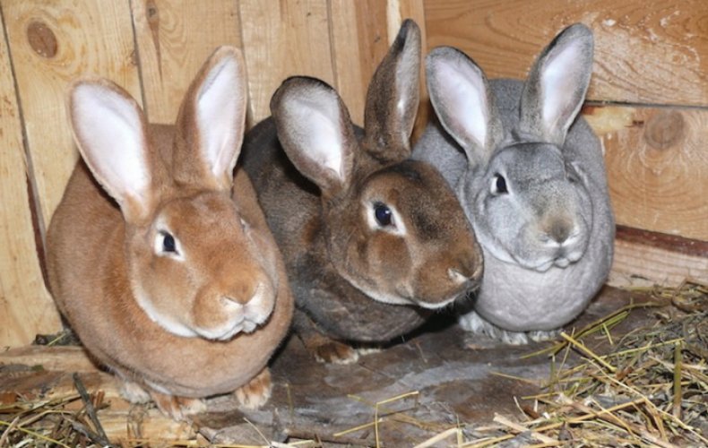 Кролики породы Рекс
