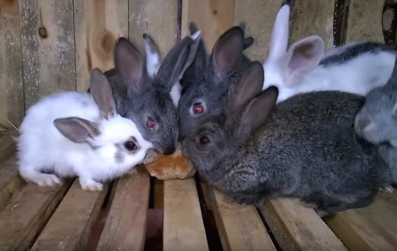 Кролики едят хлеб