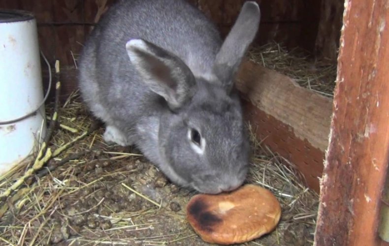 Кролик кушает хлебное изделие