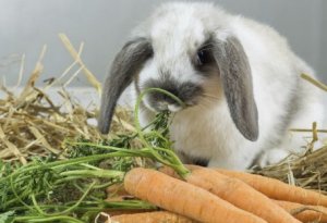 Питание кролика