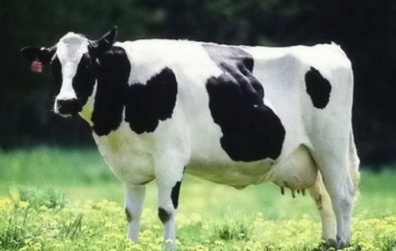Корова голландской породы