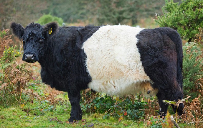 Корова галловейской породы