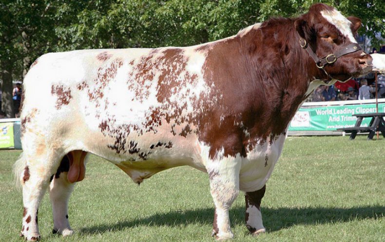 Корова шортгорнской породы