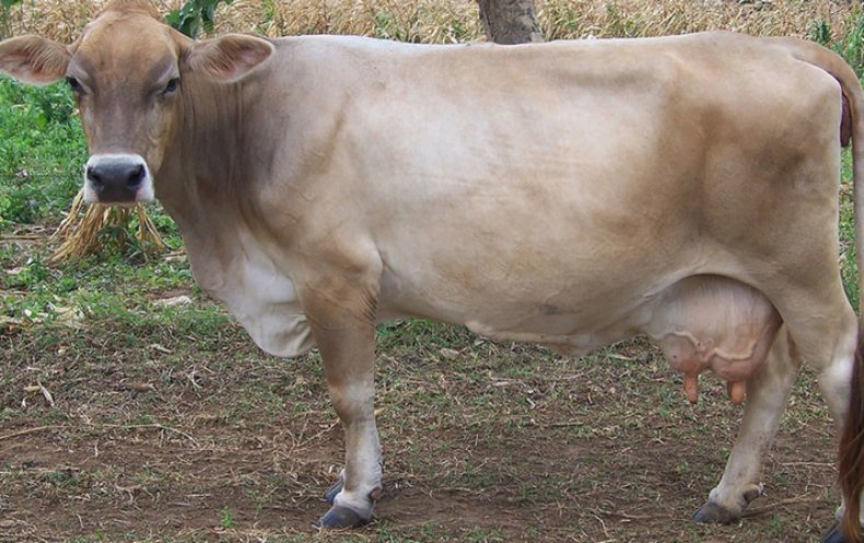Корова швицкой породы