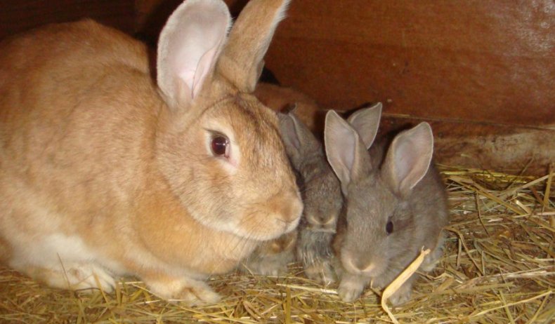 Крольчиха с кроликами