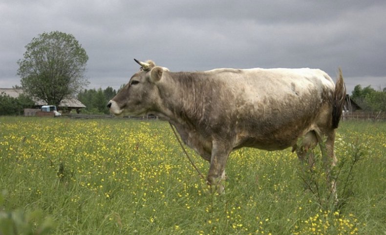 Костромская порода коров