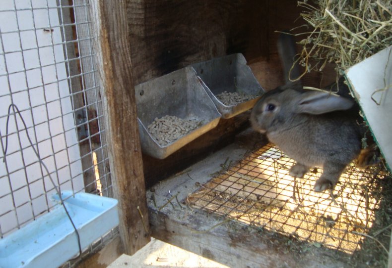 Сетчатый пол в крольчатнике