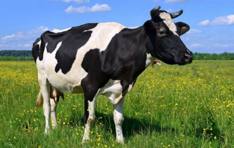 Яловая корова