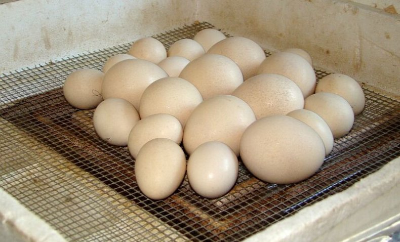 Инкубация павлиньих яиц в домашних условиях