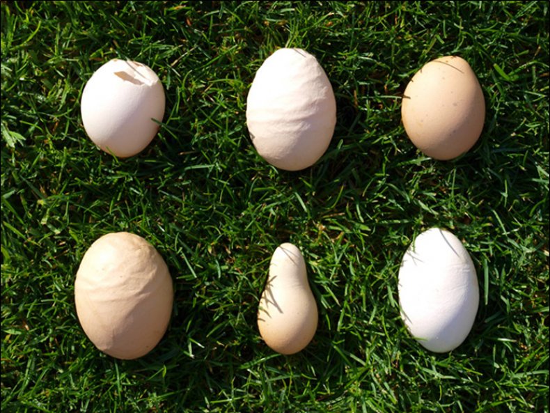 Деформация яиц
