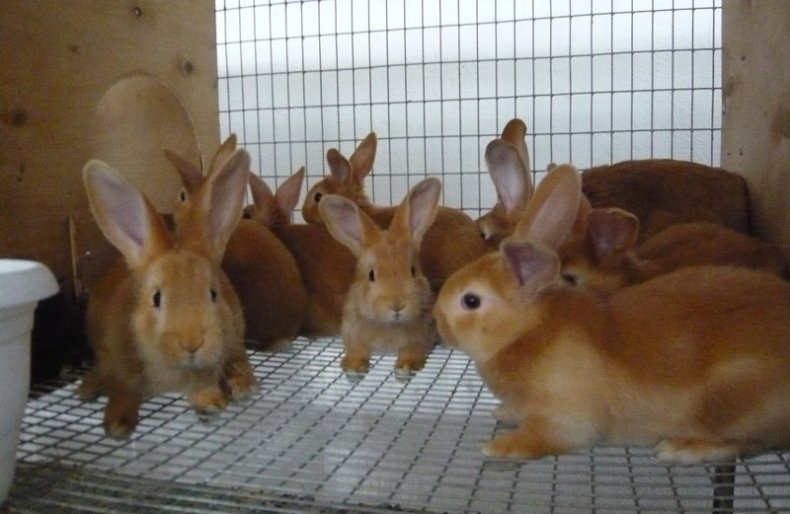 Содержание в клетке кролика бургундской породы