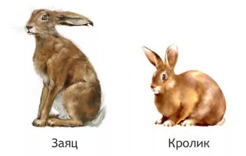 Заяц и кролик