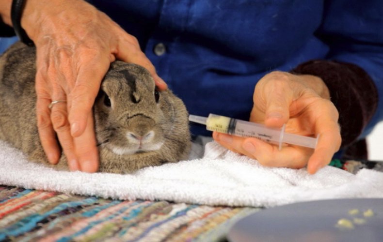 Лечение кролика от энцефалозооноза